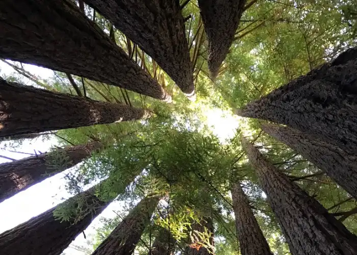 Looking upwards to sky in circle of trees